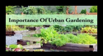 Ecologizarea junglei de beton cât de verticală poate crea grădinăritul urban 2 Înfloriri înalte: grădinărit vertical pentru retrageri urbane