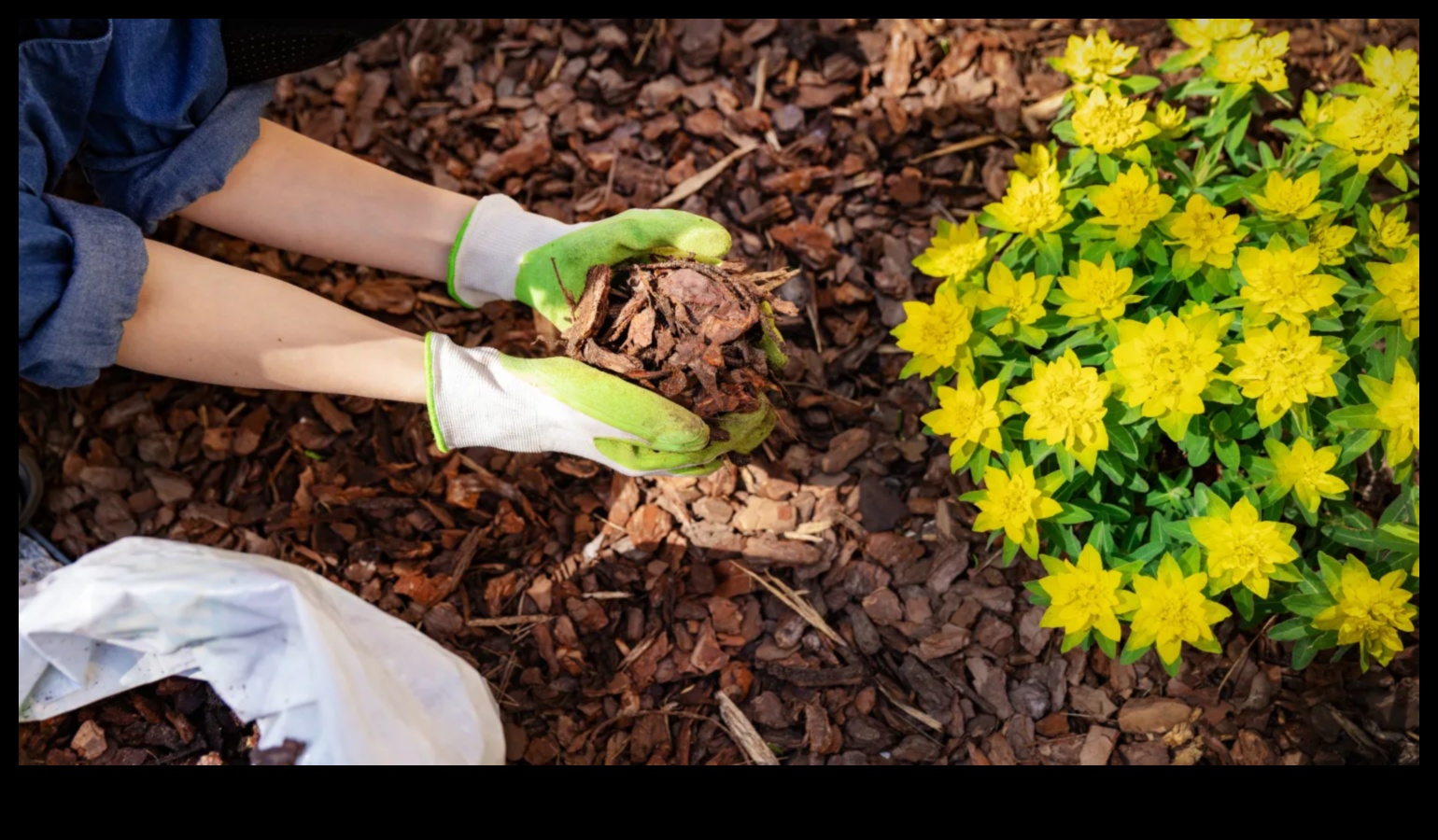 Radiație înrădăcinată: dezvăluirea secretelor de strălucire a grădinii cu întreținere