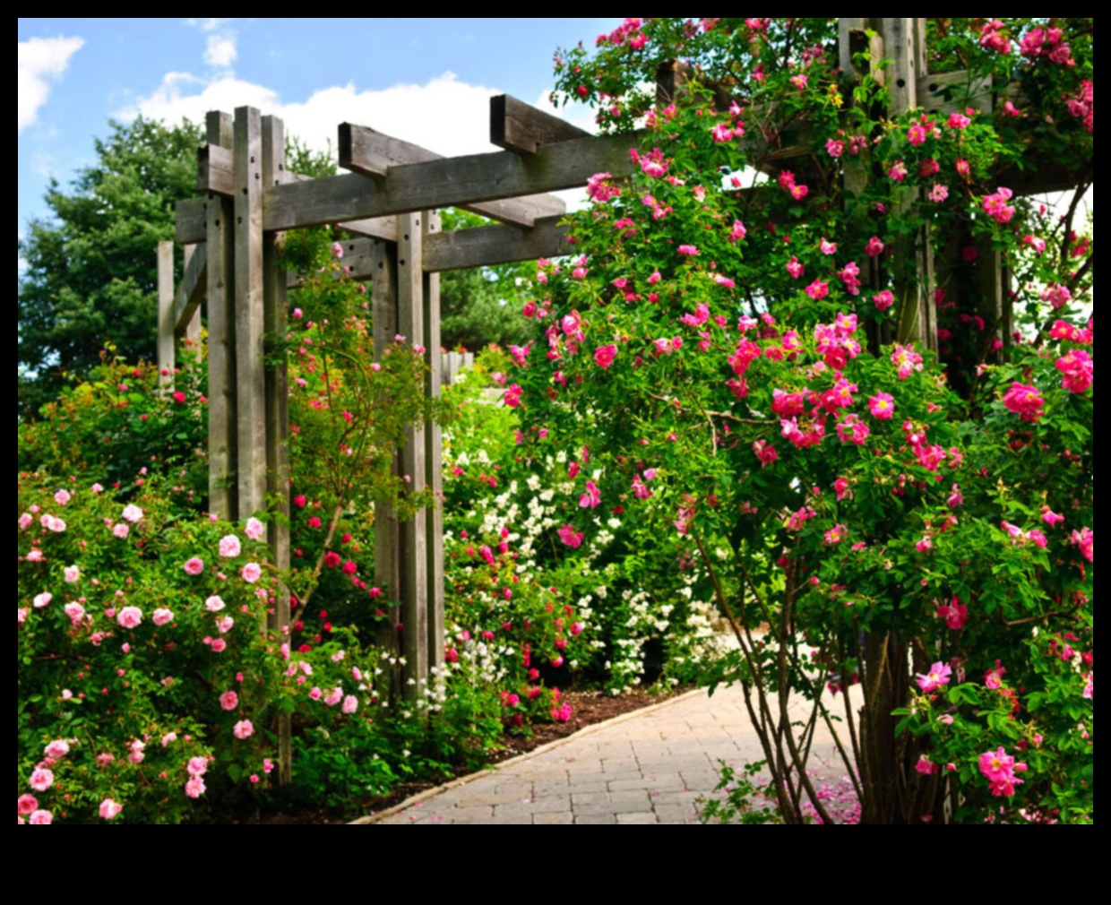 Climbing to Elegance: Gardening vertical Minuni