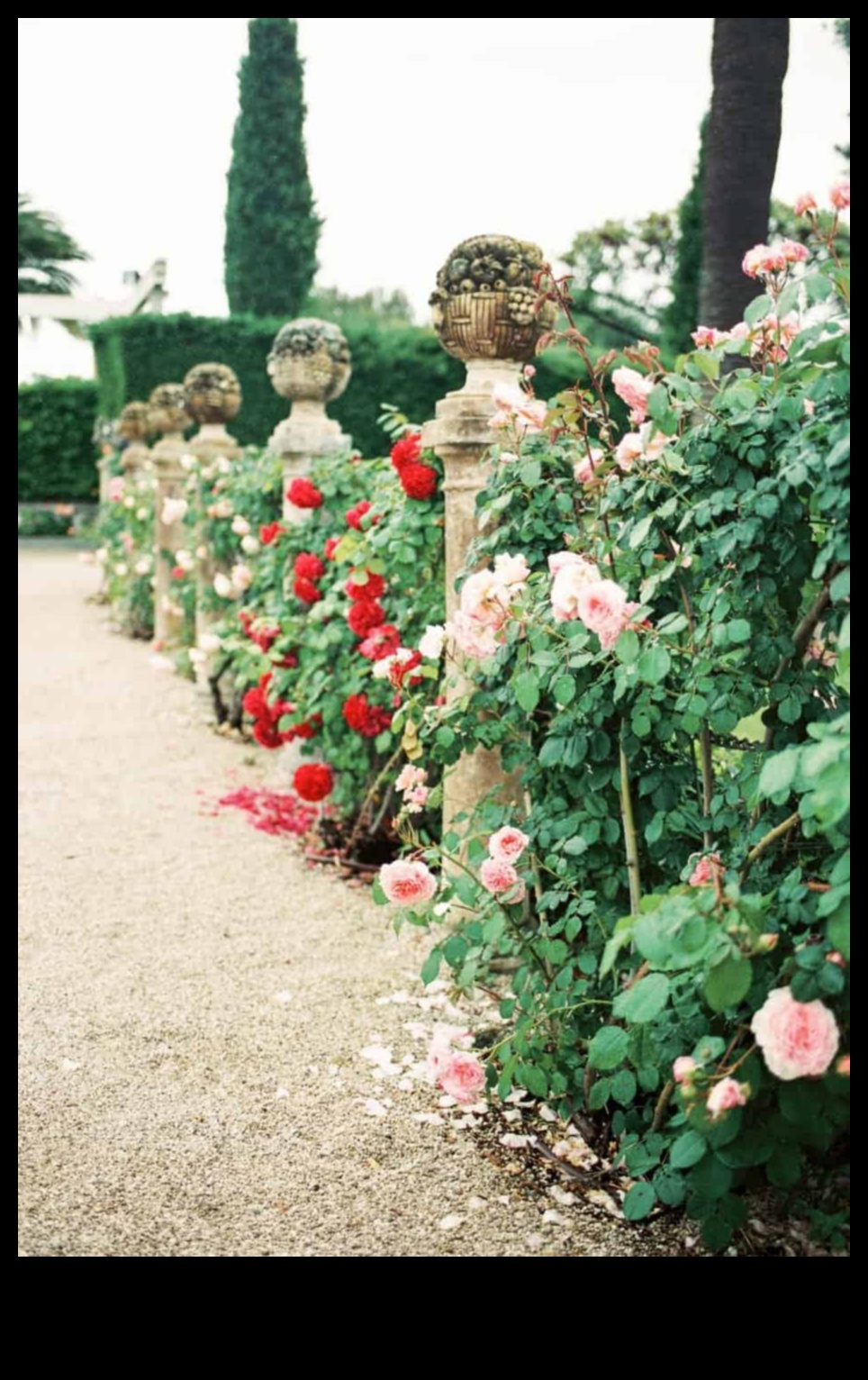 Climbing to Elegance: Gardening vertical Minuni