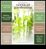 Creştere! Beneficiile grădinăritului vertical