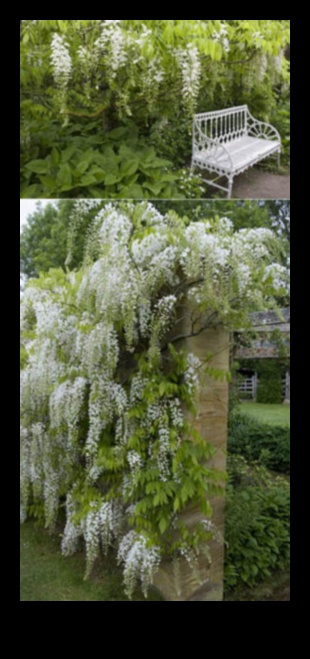 Climbing to Elegance: Gardening vertical Minuni